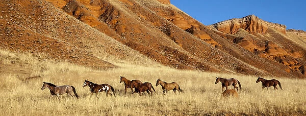 Wyoming, Shell, Horses Running, PR