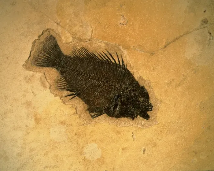 Framed Print : WYOMING, USA. Fossil fish (perch) (Pricacara serrata). 55-50 million-year-old Green River Formation Framed Print : WYOMING, USA. Fossil fish (perch) (Pricacara serrata). 55-50 million-year-old Green River Formation