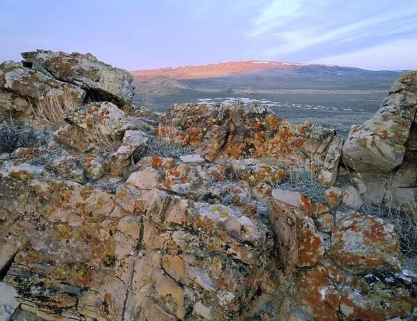 Wyoming. USA. Lichen-covered rock at sunrise. Great Divide Basin. Bull Springs Rim in distance