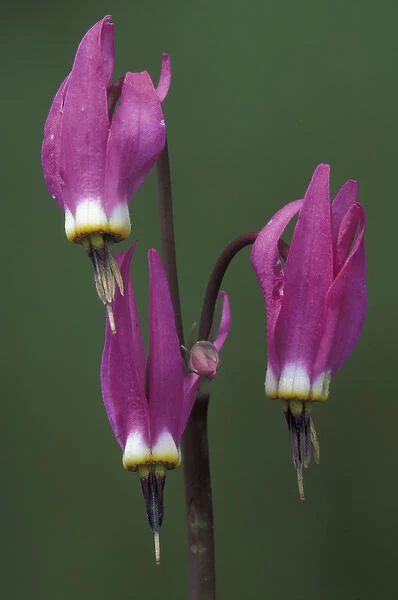 Wyoming, Yellowstone National Park. Shooting Star Portrait (Dodecatheon meadia)