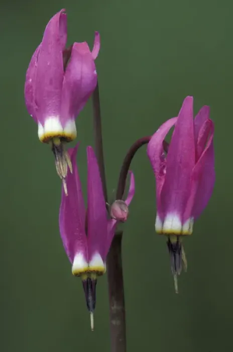 Framed Print : Wyoming, Yellowstone National Park. Shooting Star Portrait (Dodecatheon meadia) Framed Print : Wyoming, Yellowstone National Park. Shooting Star Portrait (Dodecatheon meadia)