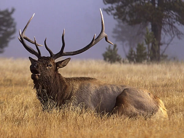 Wyoming, Yellowstone National Park, Roosevelt bull elk, bugling in meadow