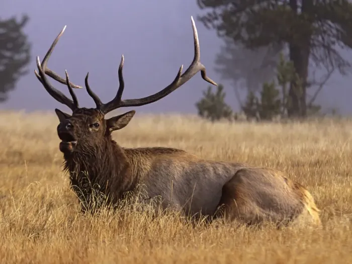 Framed Print : Wyoming, Yellowstone National Park, Roosevelt bull elk, bugling in meadow Framed Print : Wyoming, Yellowstone National Park, Roosevelt bull elk, bugling in meadow