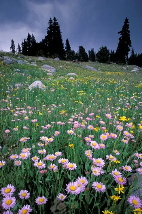 Framed Print : Wyoming, Yellowstone national park, Wild Flowers Framed Print : Wyoming, Yellowstone national park, Wild Flowers