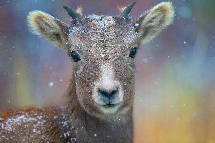 Framed Print : Wyoming. A young mountain goat's first snow Framed Print : Wyoming. A young mountain goat's first snow