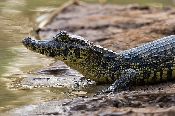 A Yacare caiman, Caiman Crocodylus yacare, resting on the riverbank. Mato Grosso Do Sul State, Brazil