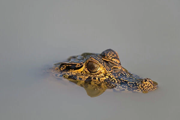 A Yacare caiman, Caiman Crocodylus yacare, in the Cuiaba River. Mato Grosso Do Sul State, Brazil