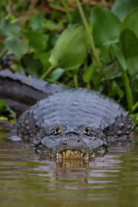 Framed Print : A Yacare caiman, Caiman Crocodylus yacare, on the surface of the Cuiaba River. Mato Grosso Do Sul State, Brazil Framed Print : A Yacare caiman, Caiman Crocodylus yacare, on the surface of the Cuiaba River. Mato Grosso Do Sul State, Brazil