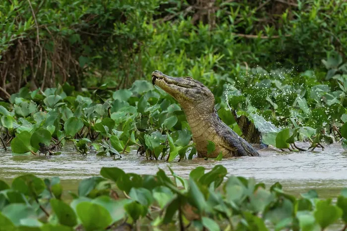 Framed Print : A Yacare caiman, Caiman Crocodylus yacare, jumping out of the Cuiaba River. Mato Grosso Do Sul State, Brazil Framed Print : A Yacare caiman, Caiman Crocodylus yacare, jumping out of the Cuiaba River. Mato Grosso Do Sul State, Brazil