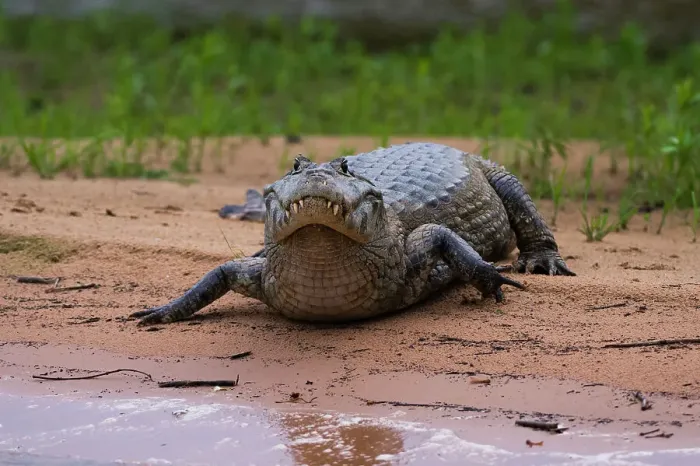 Framed Print : A Yacare caiman, Caiman Crocodylus yacare, along the Cuiaba River. Mato Grosso Do Sul State, Brazil