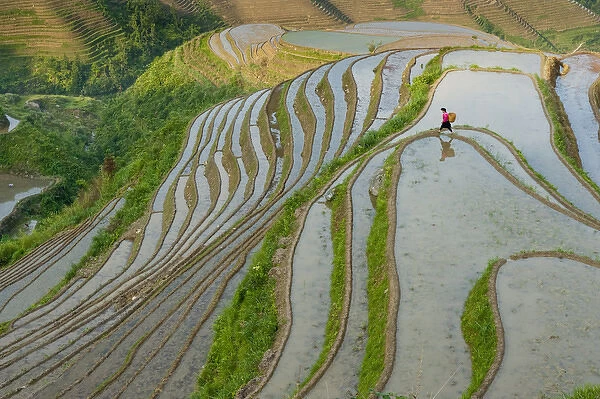 Yao Woman working in rice terraces, Dazhai Village, Dragons Backbone Rice Terraces