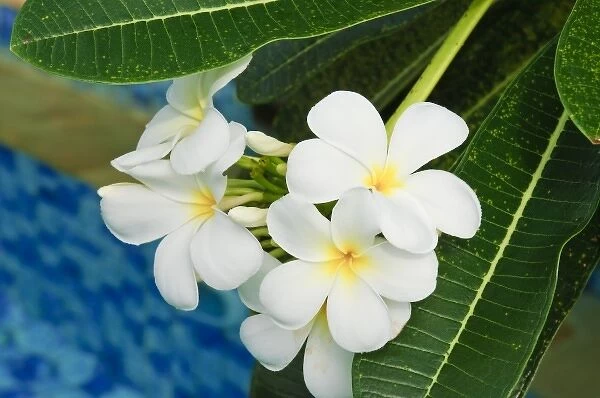 Yap. White frangipani flowers