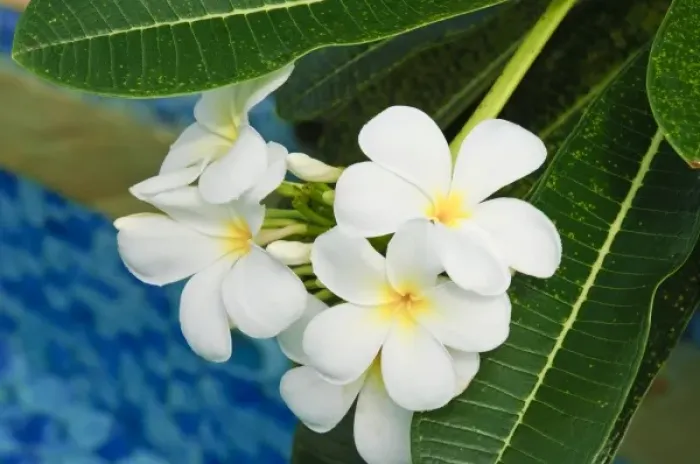 Framed Print : Yap. White frangipani flowers Framed Print : Yap. White frangipani flowers