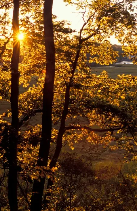 Framed Print : Yarmouth, ME. The sun shines through oak trees on the edge of a salt marsh near the Royal River Framed Print : Yarmouth, ME. The sun shines through oak trees on the edge of a salt marsh near the Royal River