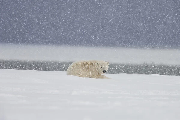 A yearling polar bear cub lays in the snow during a snowstorm on, the Beaufort Sea coastline