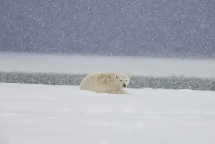 Framed Print : A yearling polar bear cub lays in the snow during a snowstorm on, the Beaufort Sea coastline