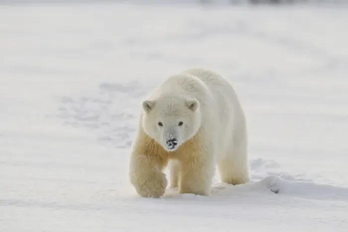 Framed Print : A yearling polar bear cub plays in the snow on the edge of the Beaufort Sea, in ANWR Framed Print : A yearling polar bear cub plays in the snow on the edge of the Beaufort Sea, in ANWR