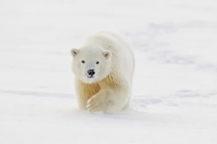 Framed Print : A yearling polar bear cub plays in the snow on the edge of the Beaufort Sea, in ANWR Framed Print : A yearling polar bear cub plays in the snow on the edge of the Beaufort Sea, in ANWR