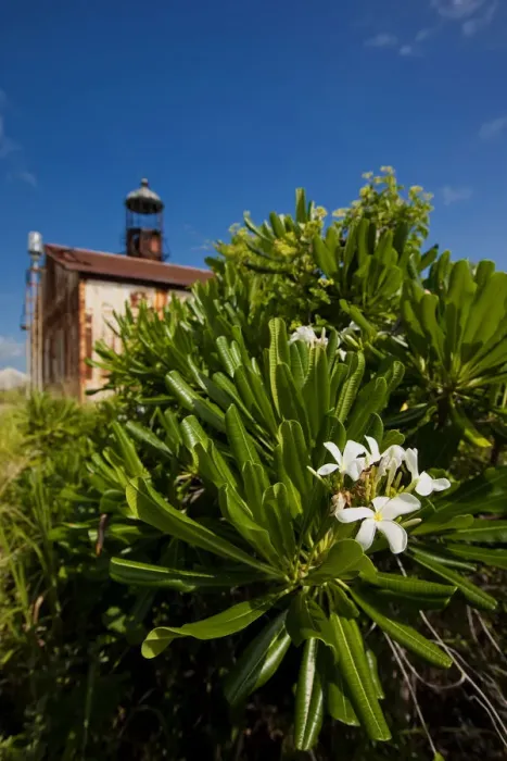 Framed Print : After years of neglect and hurricanes, The El Faro lighthouse among the cliffs of Mona Island Framed Print : After years of neglect and hurricanes, The El Faro lighthouse among the cliffs of Mona Island