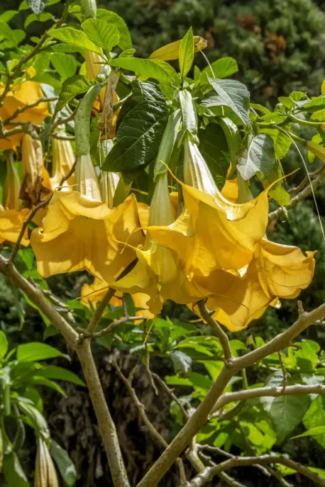 Framed Print : Yellow Angels Trumpet Framed Print : Yellow Angels Trumpet