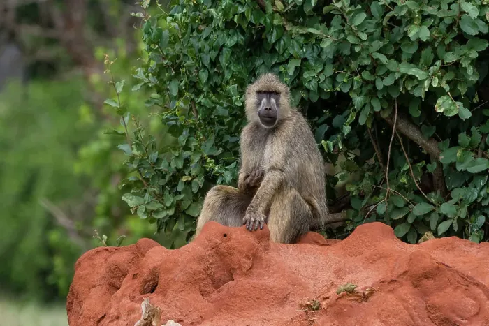 Framed Print : A yellow baboon, Papio hamadryas cynocephalus, on a termite mound. Voi, Tsavo, Kenya Framed Print : A yellow baboon, Papio hamadryas cynocephalus, on a termite mound. Voi, Tsavo, Kenya