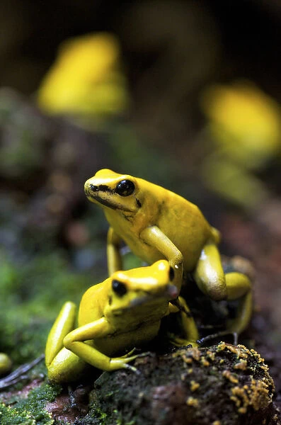 Yellow-banded poison dart frog, Dendrobates leucomelas, South America