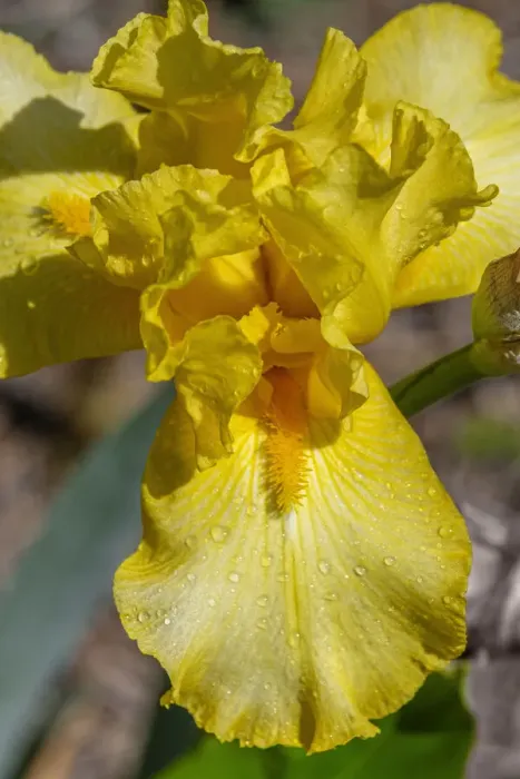 Framed Print : Yellow Bearded Iris Framed Print : Yellow Bearded Iris