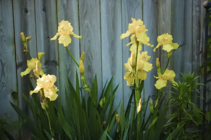 Framed Print : Yellow bearded iris and rustic wood fence Framed Print : Yellow bearded iris and rustic wood fence