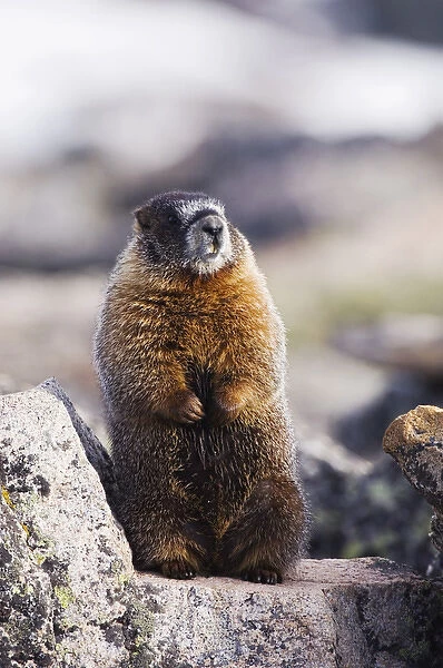 Yellow-bellied Marmot, Marmota flaviventris, adult standing on rock boulder, Rocky Mountain
