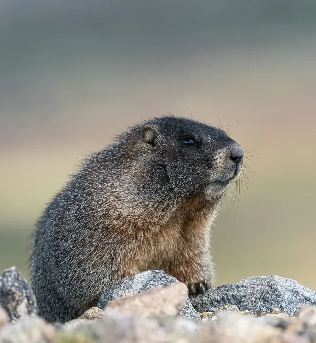 Framed Print : Yellow-bellied marmot, Marmota Flaviventris, Mount Evans Wilderness, Colorado Framed Print : Yellow-bellied marmot, Marmota Flaviventris, Mount Evans Wilderness, Colorado