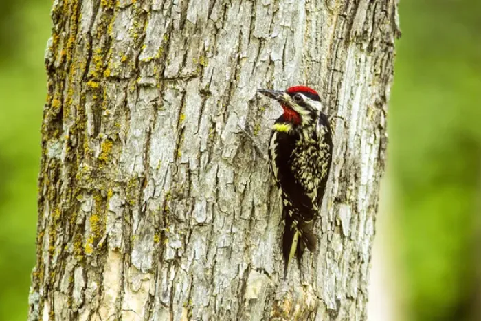 Framed Print : Yellow Bellied Sapsucker in the Turtle Mountains, North Dakota, USA Framed Print : Yellow Bellied Sapsucker in the Turtle Mountains, North Dakota, USA