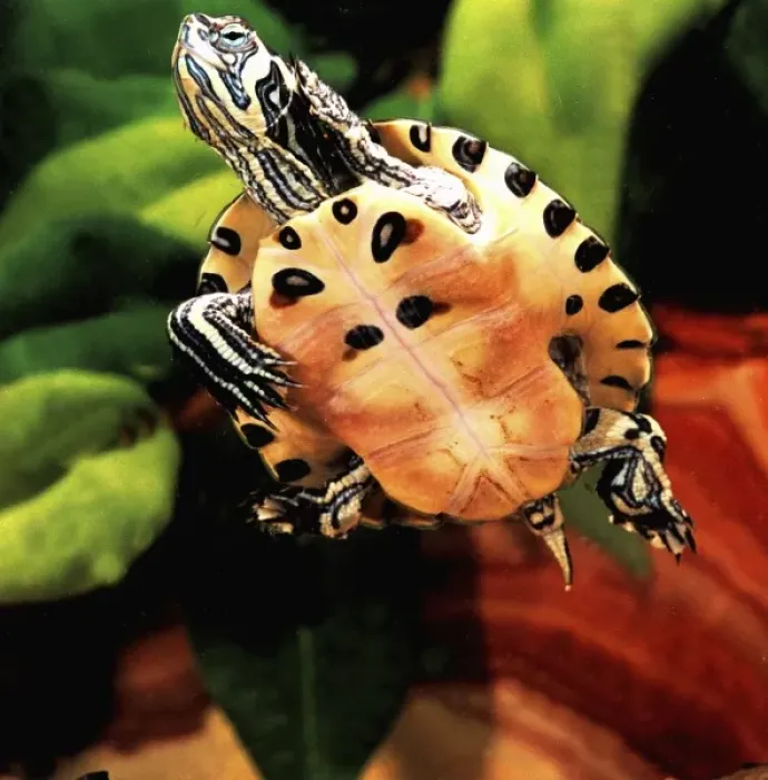 Framed Print : Yellow Belly Turtle, Chrysemys scripta scripta, Native to Southern US Framed Print : Yellow Belly Turtle, Chrysemys scripta scripta, Native to Southern US