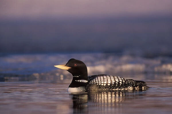 yellow-billed loon, Gavia adamsii, largest of the five loon species, swims on an