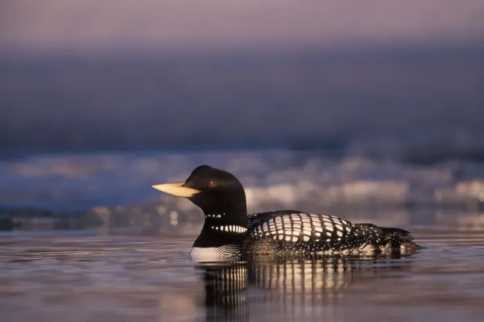 Framed Print : yellow-billed loon, Gavia adamsii, largest of the five loon species, swims on an Framed Print : yellow-billed loon, Gavia adamsii, largest of the five loon species, swims on an