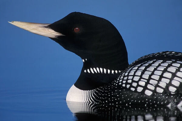 yellow-billed loon, Gavia adamsii, largest of the five loon species, swims on a lake
