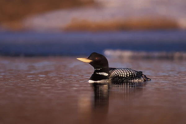 yellow-billed loon, Gavia adamsii, largest of the five loon species, swims on a lake