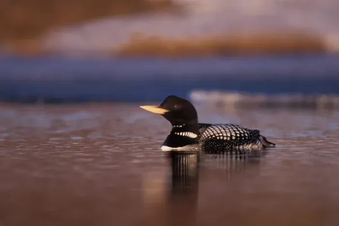 Framed Print : yellow-billed loon, Gavia adamsii, largest of the five loon species, swims on a lake