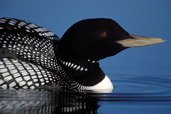 yellow-billed loon, Gavia adamsii, in the 1002 area of the Arctic National Wildlife Refuge