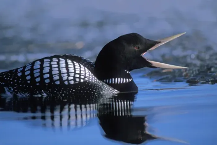 Framed Print : yellow-billed loon, Gavia adamsii, largest of the five loon species, swims on a lake
