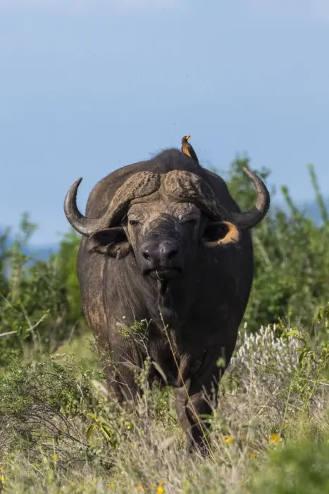Framed Print : Yellow-billed oxpecker (Buphagus africanus) on a Cape buffalo (Syncerus caffer), Tsavo