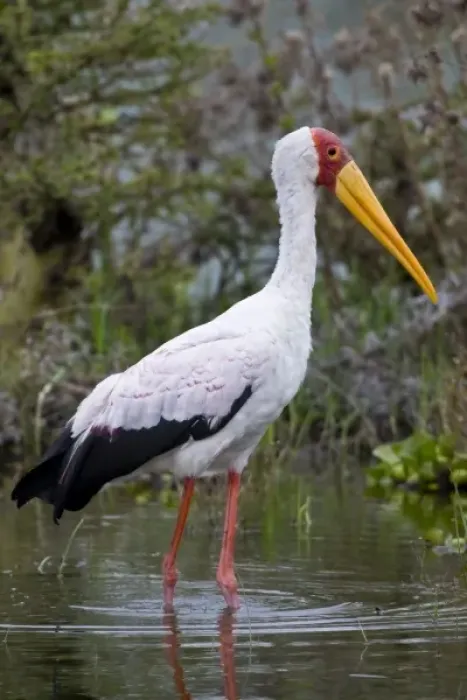 Framed Print : Yellow-billed Stork at Lake Naivasha, Kenya Framed Print : Yellow-billed Stork at Lake Naivasha, Kenya