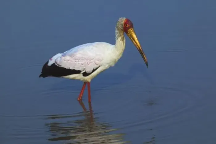 Framed Print : Yellow-billed Stork, Masai Mara, Kenya Framed Print : Yellow-billed Stork, Masai Mara, Kenya