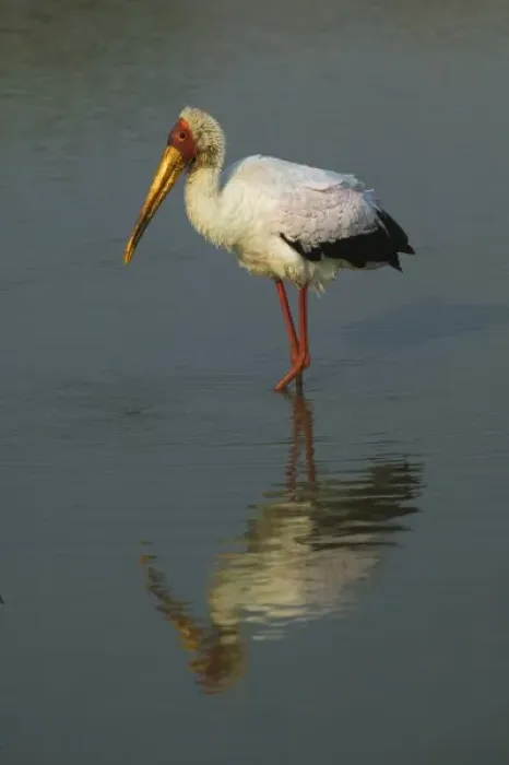 Framed Print : Yellow-billed Stork, Masai Mara, Kenya