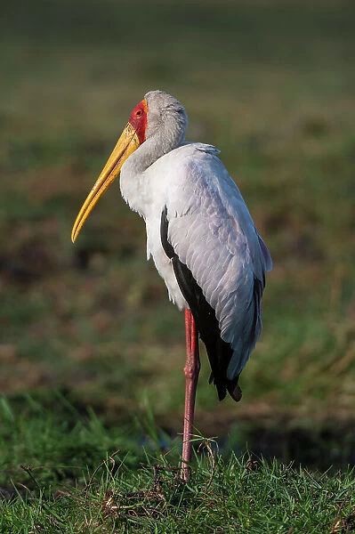 A yellow-billed stork, Mycteria ibis, in Chobe National Park. Botswana