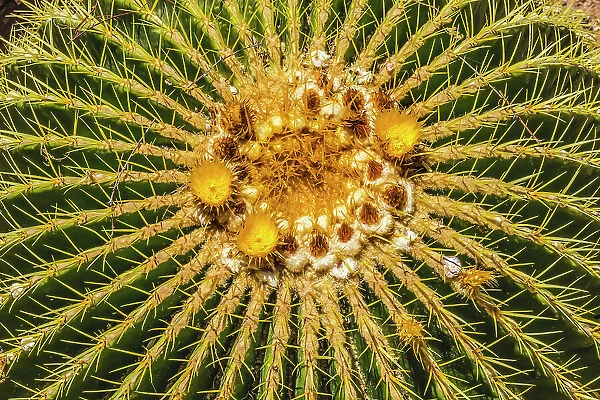 Yellow blossoms of golden barrel cactus blooming, Desert Botanical Garden, Phoenix, Arizona