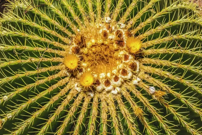 Framed Print : Yellow blossoms of golden barrel cactus blooming, Desert Botanical Garden, Phoenix, Arizona Framed Print : Yellow blossoms of golden barrel cactus blooming, Desert Botanical Garden, Phoenix, Arizona