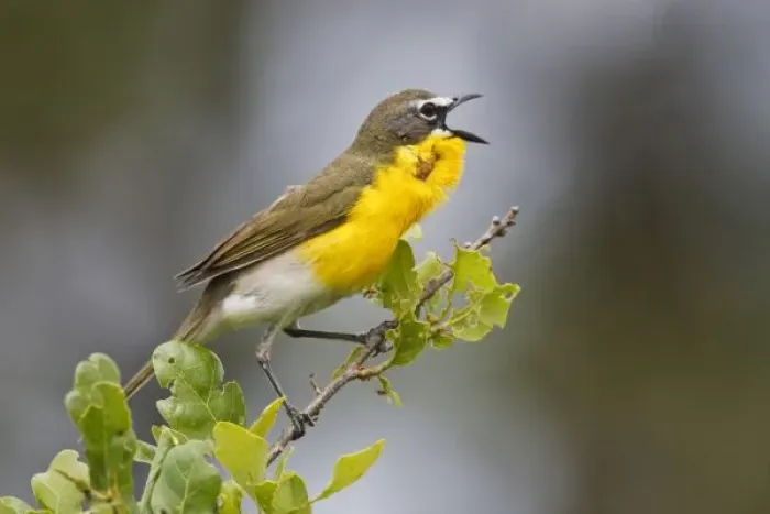 Framed Print : Yellow-breasted