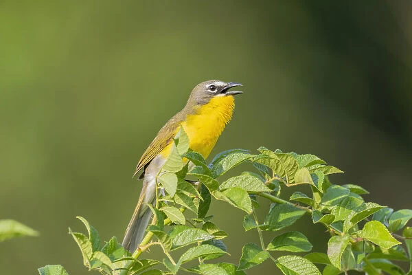 Yellow-breasted chat singing, Marion County, Illinois