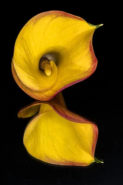 Yellow Calla lily flower reflected on black mirrored surface