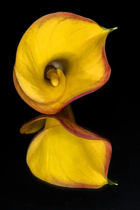 Framed Print : Yellow Calla lily flower reflected on black mirrored surface Framed Print : Yellow Calla lily flower reflected on black mirrored surface